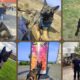 foto: thor, odin, tesa și faya. câinii jandarmeriei alba, sprijin