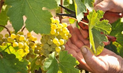 recoltele de struguri pentru vin pot fi asigurate cu bani
