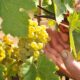 recoltele de struguri pentru vin pot fi asigurate cu bani