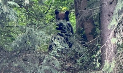 urs observat în satul răchita, comuna săsciori. locuitorii, avertizați prin