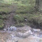 video: imagini cu un lup care se răcorește într un râu