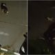 video Știrea ta: o haită de câini vagabonzi terorizează locuitorii