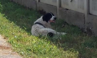 câine împușcat în coloană, găsit la Șard. asociația ”prietenii lui