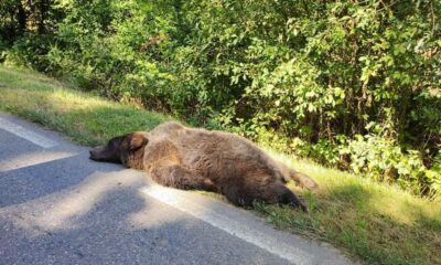 foto: urs lovit mortal de o mașină, între cisnădie și