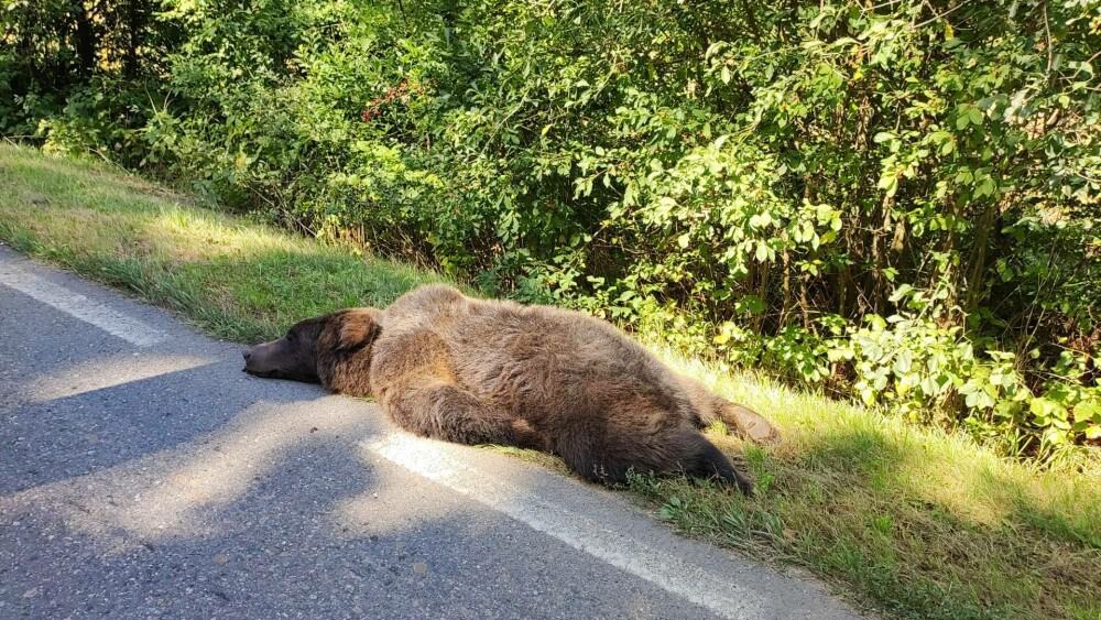 foto: urs lovit mortal de o mașină, între cisnădie și
