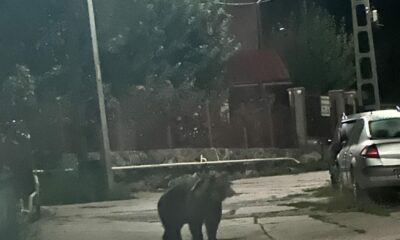 foto video: urs filmat pe o stradă din orașul zlatna. jandarmii