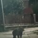 foto video: urs filmat pe o stradă din orașul zlatna. jandarmii