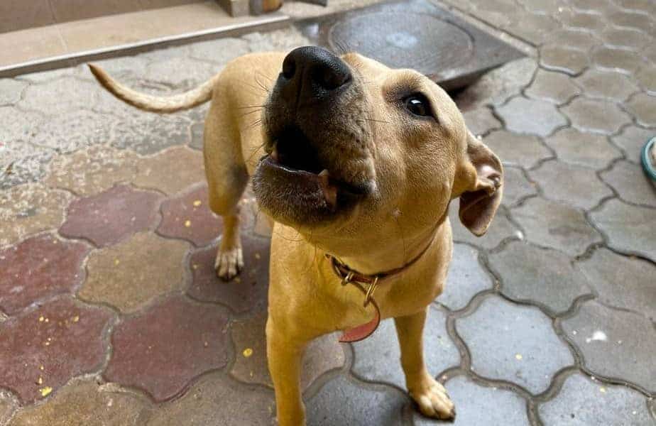 rca pentru câini: proprietarii, obligați să facă asigurări pentru animalele