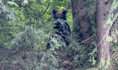 urs observat în satul popești, comuna Întregalde. a fost transmis