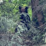 urs observat în satul valea lupșii. locuitorii din zonă, atenționați