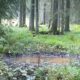 video haită de lupi, surprinsă într o pădure din parcul natural