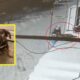 video: un bărbat din abrud care a prins un câine