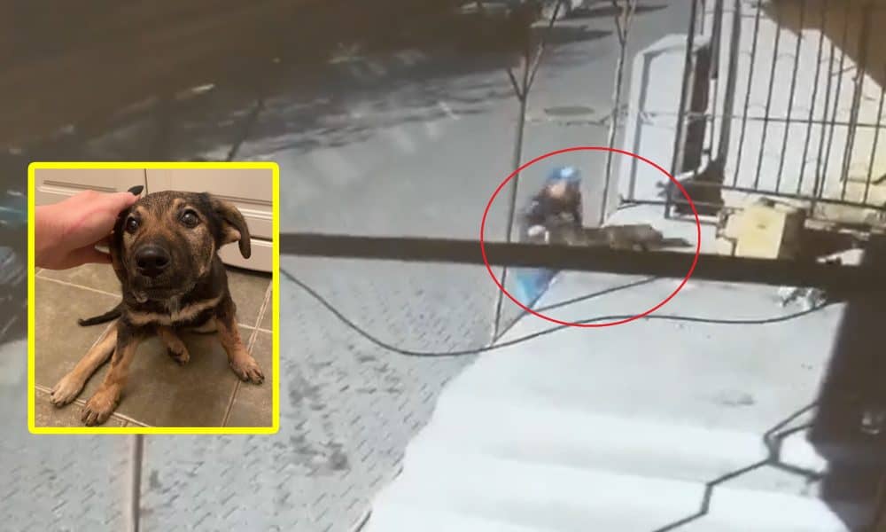 video: un bărbat din abrud care a prins un câine