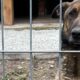 doi câini din rasa malinois au mușcat până au ucis