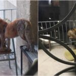 foto: două vulpi și au făcut culcuș într un balcon din clădirea