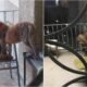 foto: două vulpi și au făcut culcuș într un balcon din clădirea