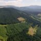 pădurile din românia vor fi monitorizate prin satelit. a fost