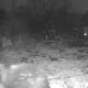 video Știrea ta: atac al urșilor într o localitate din județul