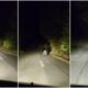 video Știrea ta: urs filmat pe un drum din zona