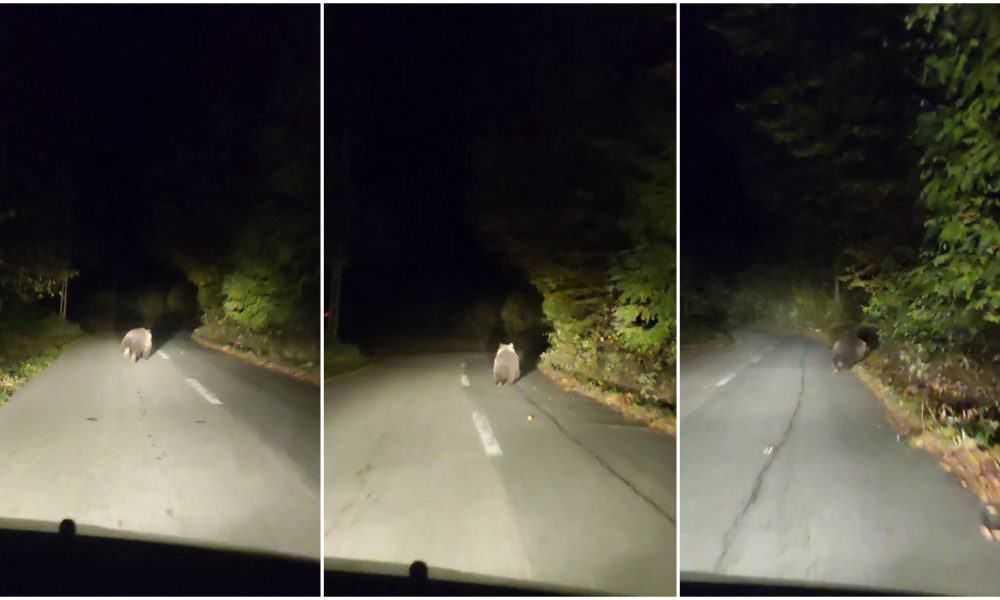 video Știrea ta: urs filmat pe un drum din zona