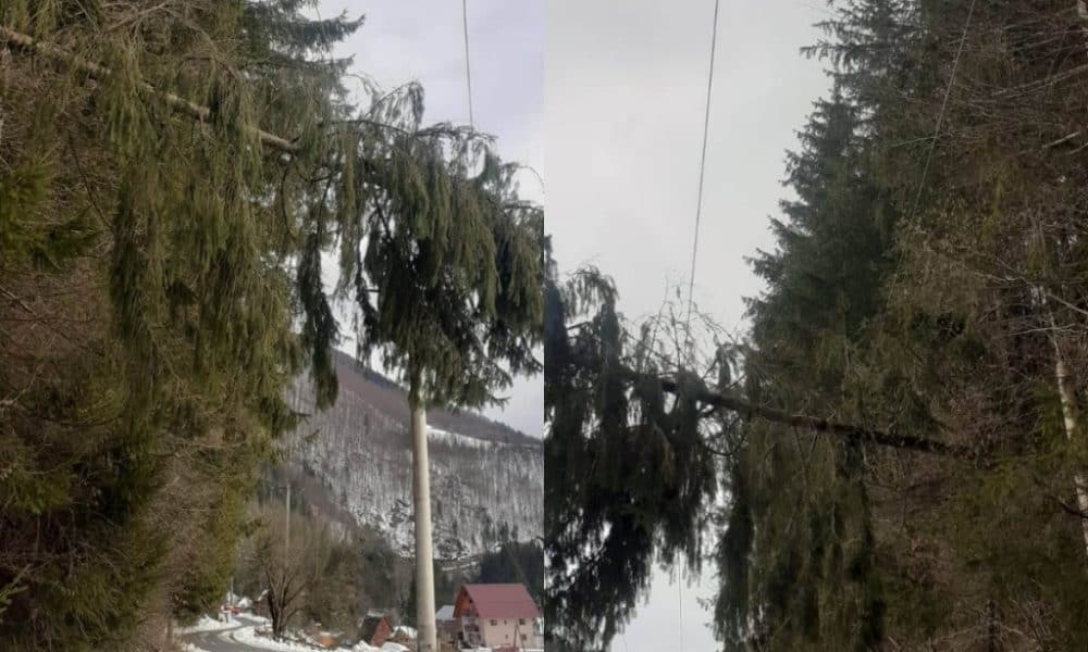 foto: avarii la rețeaua electrică din apuseni, din cauza copacilor