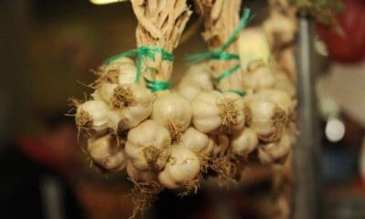 subvenție pentru agricultorii români care cultivă usturoi. sumă suplimentată de