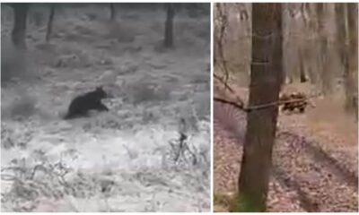 video: imagini cu ursul de la dumitra, filmate în apropierea
