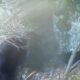 video: urs surprins în fața bârlogului, într o pădure din apuseni.