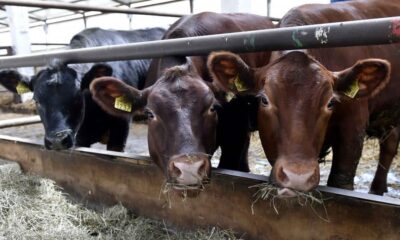 subvenție nouă pentru crescătorii de vite de carne și bivolițe: