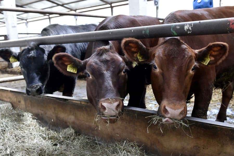 subvenție nouă pentru crescătorii de vite de carne și bivolițe: