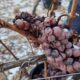 video: culesul strugurilor pentru vinul de gheață, produs în alba.