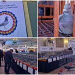 video expoziția națională columbofilă a româniei: cei mai buni porumbei