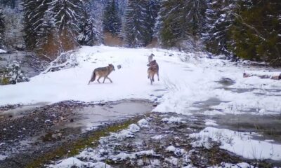 video: haită de lupi, surprinsă pe un drum din munții