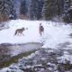 video: haită de lupi, surprinsă pe un drum din munții