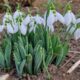 vremea până la jumătatea lunii martie: vine, vine, primăvara! prognoza