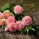 trandafiri valentine s day pixabay.jpg