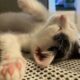 pisicile”fără stăpân”, ar putea fi capturate și eutanasiate după 30