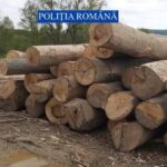 scutul pădurii în alba: mafia lemnului, ”atacată” cu amenzi de