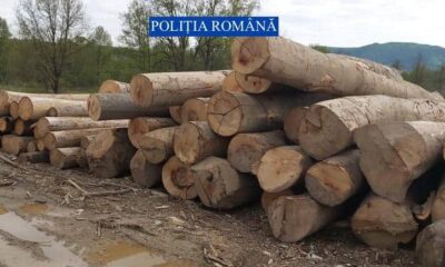 scutul pădurii în alba: mafia lemnului, ”atacată” cu amenzi de