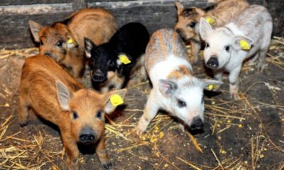 ajutor de la stat pentru crescătorii de porci, aprobat de