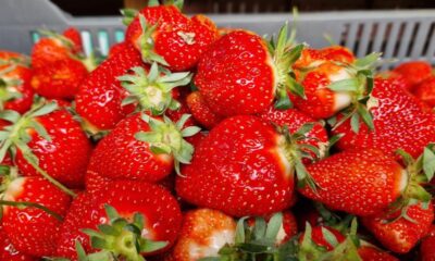 căpșuni din grecia periculoși pentru sănătate din cauza unui pesticid