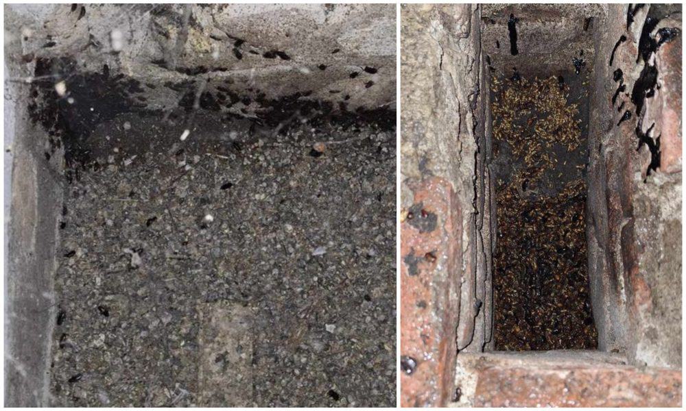 foto Știrea ta: invazie de gândaci în podul unui bloc