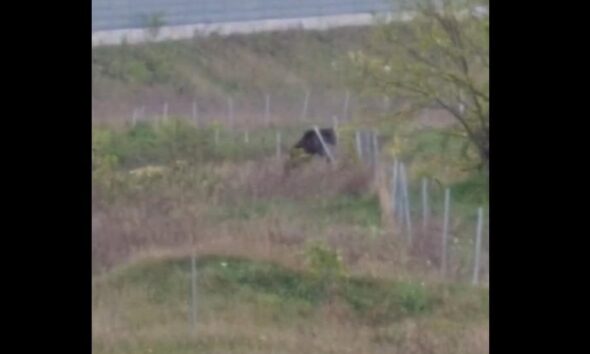foto video: urs la oarda, lângă alba iulia. animalul se