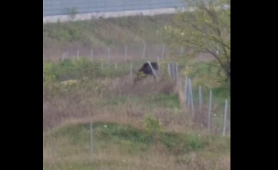 foto video: urs la oarda, lângă alba iulia. animalul se
