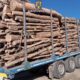 lemn în valoare de peste 80.000 de lei, confiscat de