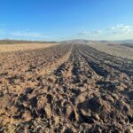 prognoză agro meteo: cum vor fi afectate culturile de câmp și