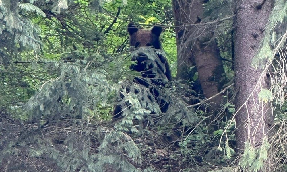 urs observat în oarda, lângă alba iulia. locuitorii din zonă,