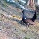 video: rotitul cocoșului de munte în parcul natural apuseni. imagini