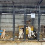 campanie de sterilizare gratuită a câinilor cu stăpân, la alba