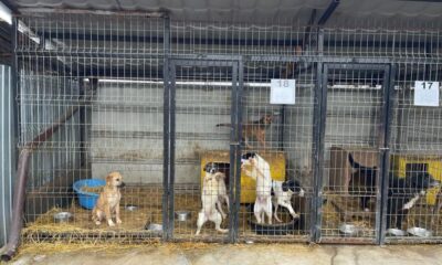 campanie de sterilizare gratuită a câinilor cu stăpân, la alba